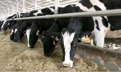 Yetiştiricilerin dikkatine: 2026 yılı 1. dönem hayvan sağlığı desteği takvimi açıklandı