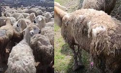 Bakan Yumaklı’nın "örnek" gösterdiği sürü can çekişiyor: "Hayvanlarım stresten birbirini yiyor!"