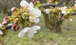 Yalova’da Kiraz Üreticilerine Kritik Uyarı: Monilya Hastalığı İçin İlaçlama Zamanı!