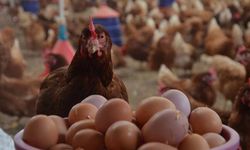 Kümes hayvancılığında yumurta rekoru: Yıllık artış yüzde 17,6’ya ulaştı!