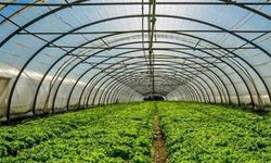 1 dekar sera kuranın yarısı devletten: Başvuru şartları ve puanlama kriterleri belli oldu!