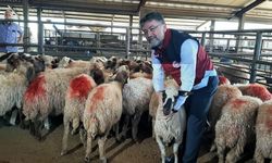 Kırsalda yeni dönem: 100 küçükbaş hayvan ve maaş gibi destek