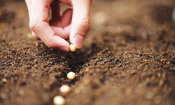 Tohum devlerine “Rekabet” darbesi: 189 milyon liralık ceza yağdı!