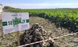 Şeker pancarında 'tohum prangası' kırıldı: Yerli hibrit tohumda ihracat dönemi başlıyor!