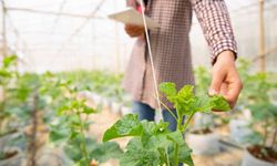 Ziraat mühendislerinden 21 aylık sessizliğe tepki: "Tarımın geleceğinden siliniyor muyuz?"