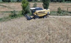 Hasat arifesinde buğday ve hububat fiyatları ne durumda? Adana Ticaret Borsası haftalık fiyat analizi