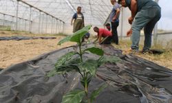 Çukurova’da yeni bir çağ başlıyor! Adana'da ilk kahve fidanı toprakla buluştu