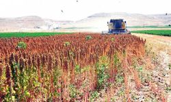 Aksaray tarım havzaları: 2025-2027 desteklenen ürünler ve üretim verileri