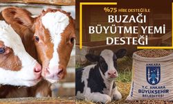 Belediyeden 'Yem' gibi destek: Buzağını büyüt, farkı Belediye ödesin!