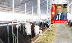 Damızlıkları kestik, şimdi bedelini ödüyoruz: Hayvancılıkta zincirleme krizin anatomisi