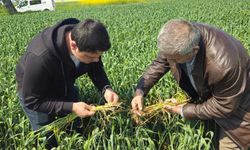 Hububatta süne alarımı! Bakanlık teknik ekipleri sahaya indi: O bölgede tüm köyler için ilaçlama kararı verildi