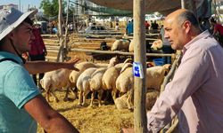 Kurbanlık fiyatları neden artıyor? Birlik Başkanından ezber bozan "iç yüzü" açıklaması!