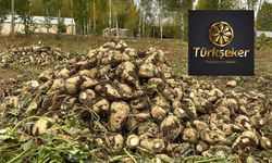 Türkşeker 300 bin ton şeker ihraç edecek ama Hazine 4.4 milyar lira zarar edecek! Bakanlıktan onay bekleniyor