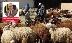 Vekaletle kurban bağışında tarihi kırılma: Yurtiçi çöktü, yurtdışı patladı! İşte çarpıcı rakamlar