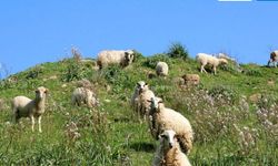 Gökçeada’ya uluslararası tescil! Şap hastalığından aşılı ari bölge ilan edildi