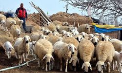 Hayvancılıkta "asgari ücretli çoban" dönemi: Yüksek maaş çarkı kırılacak mı?
