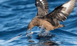 Avustralya'da ilk kez H5N1 alarmı! Yüksek patojeniteli kuş gribi yabani kuşta tespit edildi