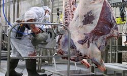 Besici şokta! Dana kesim fiyatı bu yıl ilk kez 570 lirayı gördü
