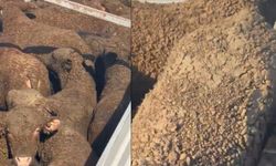 İthal besilik hayvanlarda gübre tartışması yeniden alevlendi