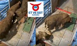 2025'in hayvanını 2026'da teslim eden ESK'dan üreticiye: 'Bedava mal alıyorsunuz'