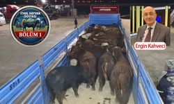 ESK'da 53 bin liraya mal olan ithal besilik hayvan üreticiye neden 82 bin liraya satılıyor?