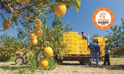 Limon üreticisinden "fiyat direnişi": "Maliyetler 80 TL, zararına satışa dur dedik"