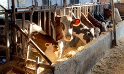 Süt üreticisinden 30 TL çağrısı: Bu fiyatlarla üretici ayakta kalamıyor!