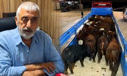Besiciden ESK'ye dikkat çeken çağrı: İthal hayvanın kilosu 350 TL'ye çekilsin
