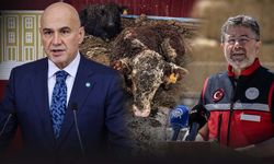 Besiye değil tedaviye başlamışlardı! İthal hayvanlardaki şoke eden görüntüler Meclis’e taşındı