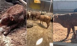 ESK’nin ithal hayvanlarında şoke eden görüntüler! Besiye başlamadan tedaviye başladılar