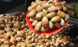 TMO 255 TL dedi, gözler serbest piyasada! Fındıkta kritik sezon başlıyor