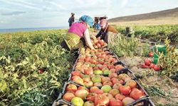 Tarımda 3 trilyon liralık rakam ne anlatıyor? 21 yıllık verilerde dikkat çeken fark
