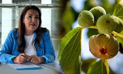 İncirde 2026 sezonu öncesi fiyat alarmı! “250 lira üreticiyi mağdur eder, TMO devreye girmeli”