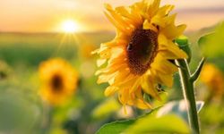 USDA’nın Türkiye tarım hesabında dikkat çeken tablo! Üretim artıyor ama ithalat da artıyor