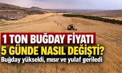 1 ton buğday fiyatı 5 günde nasıl değişti? Buğday yükseldi, mısır ve yulaf geriledi