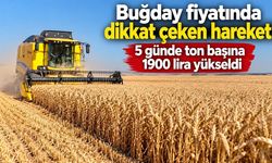 Buğday fiyatında dikkat çeken hareket! 5 günde ton başına 1900 lira yükseldi