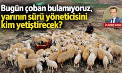Bugün çoban bulamıyoruz, yarının sürü yöneticisini kim yetiştirecek?