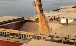 GDO’lu 3 mısır ve 1 soya çeşidinin yem amaçlı ithalat izni 10 yıl uzatıldı