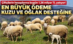 Çiftçilerin hesaplarına bugün 1,36 milyar TL yatıyor! En büyük ödeme kuzu ve oğlak desteğine