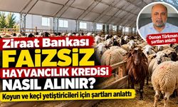 Ziraat Bankası faizsiz hayvancılık kredisi nasıl alınır? Koyun ve keçi yetiştiricileri için şartları anlattı