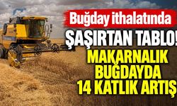 Buğday ithalatında şaşırtan tablo! Makarnalık buğdayda 14 katlık artış