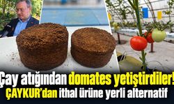 Çay atığından domates yetiştirdiler! ÇAYKUR’dan ithal ürüne yerli alternatif