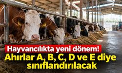 Hayvancılıkta yeni dönem! Ahırlar A, B, C, D ve E diye sınıflandırılacak