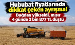 Hububat fiyatlarında dikkat çeken ayrışma! Buğday yükseldi, mısır 4 günde 2 bin 877 TL düştü