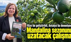 Rize’de geliştirildi, Antalya’da deneniyor! Mandalina sezonunu uzatacak çalışma