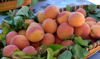 Elbistan’da kayısı sevinci