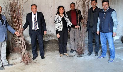 Iğdır’da çiftçiye kayısı fidanı dağıtıldı