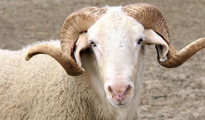 Tarım İl Müdürlüğü duyurdu! Anaç koyun desteklemesi ödemeleri başladı!