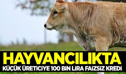 Hayvancılıkta küçük üreticiye 100 bin lira faizsiz kredi!