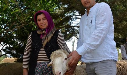 Afyon’da merinos koç dağıtıldı